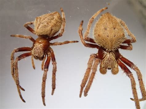 Discovering spider diversity in Sydney backyards: February 2014