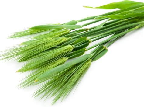 9 Surprising Benefits of Barley Grass | Organic Facts