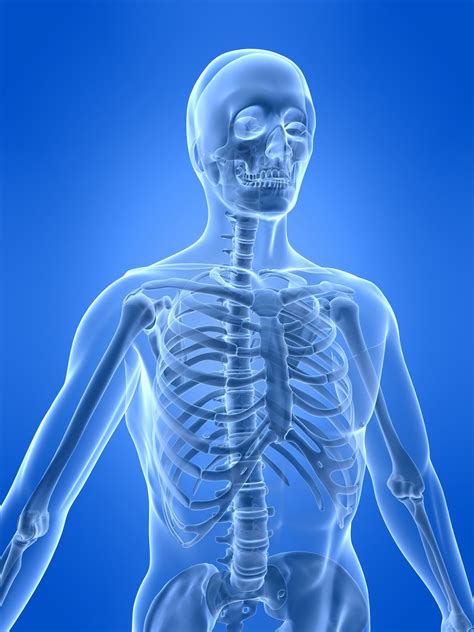 Pic Structure Of Human With All Muscles And Bones Name : Flat Bones ...