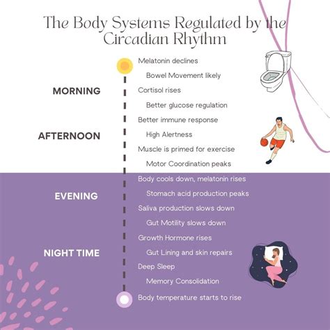 How to Strengthen Your Circadian Rhythm - Live Love Sleep®