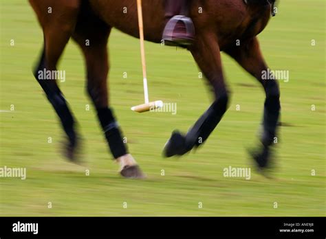 Polo pony at Guards Polo Club in Windsor United Kingdom Stock Photo - Alamy