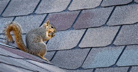 How Pests Can Damage Your Home | Classic Pest Control & Insulation