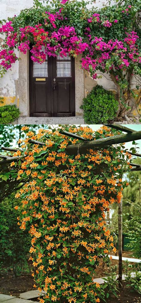 20+ Favorite Flowering Vines and Climbing Plants | Climbing flowers ...