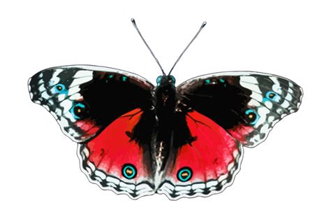 Clipart - Butterfly 6