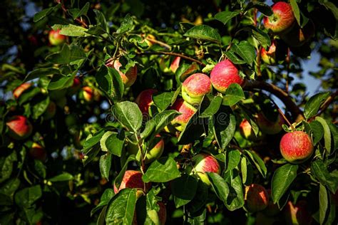 Red Apples on Tree Branches Stock Photo - Image of abundance, fruit ...