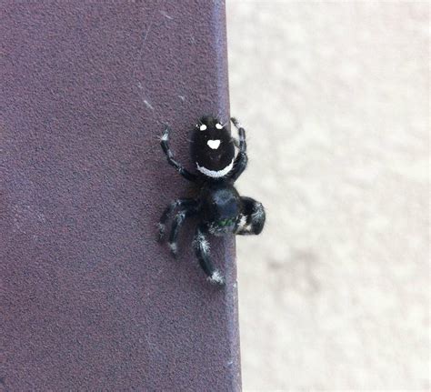 This spider with a smiley face on its back : r/mildlyinteresting