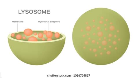 Lysosomes In Animal Cell