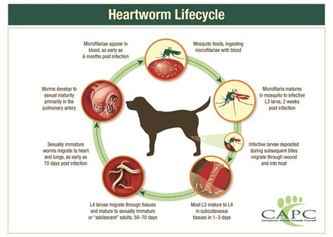 Companion Animal Parasite Council | Heartworm