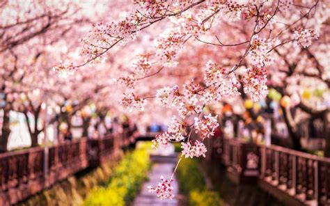 Download wallpapers spring, sakura, Japan, cherry branches, spring landscape, cherry orchard for ...