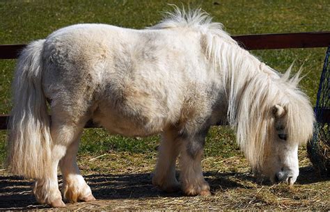 Shetland Pony: Facts, Lifespan, Behavior & Care Guide (with Pictures) | Pet Keen