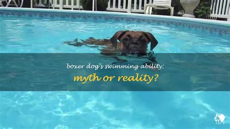 Boxer Dog's Swimming Ability: Myth Or Reality? | PetShun