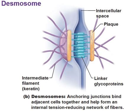 Detailed Features of Epithelia | Cells and tissues, Serous membrane, Cell membrane