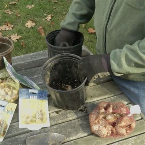 How to Plant Fall Bulbs in Containers - Fine Gardening