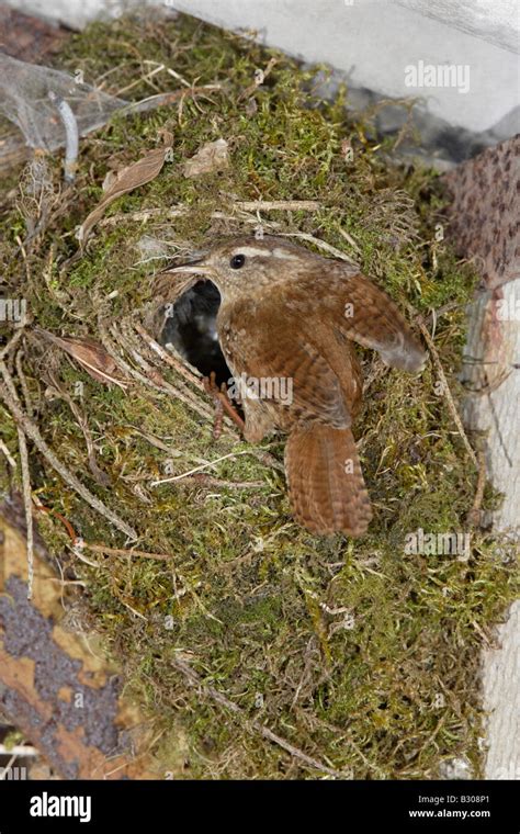 Winter Wren at nest Stock Photo - Alamy