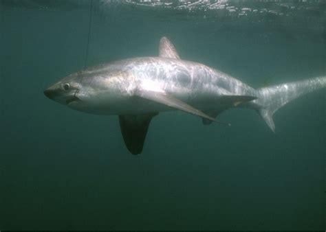 Atlantic Common Thresher Shark | NOAA Fisheries