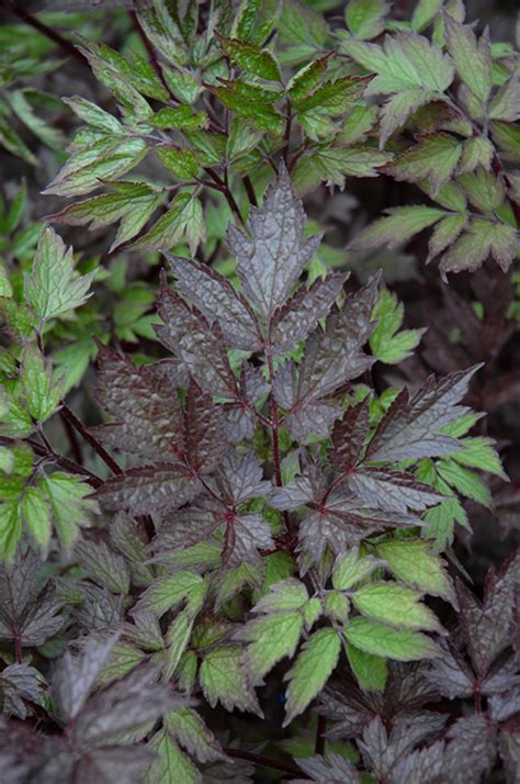 Black Negligee Snakeroot (Cimicifuga racemosa 'Black Negligee') in ...