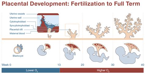 Placenta | Definition, Anatomy and Functions