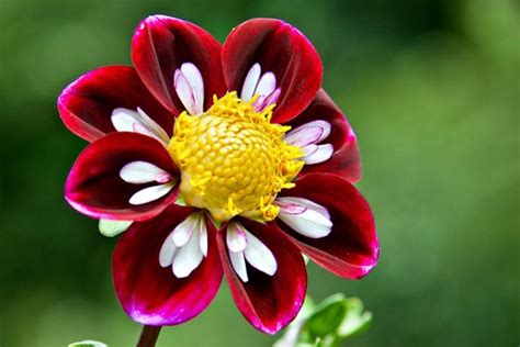 Dahlia Flower Types: A Guide to Dahlia Classification | Gardener’s Path