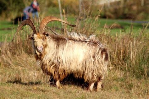 11 Gorgeous Long Haired Goat Breeds - Eco Peanut