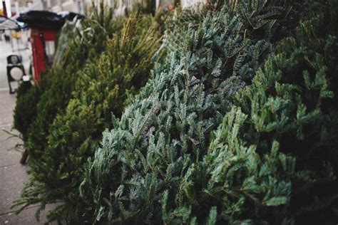 The 7 Best Places to Buy a Christmas Tree in 2021