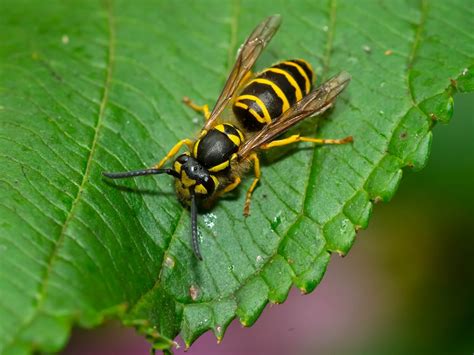 Yellow Jacket Wasp Sting