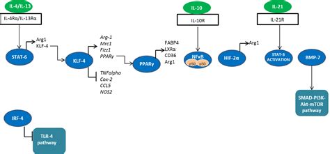 Macrophage Polarization Mini-review | Bio-Rad