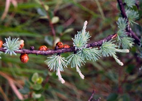 Tamarack last color of autumn - Chelsea Update: Chelsea, Michigan, News