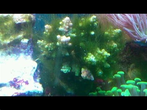 How to remove green hair algae from a reef tank. - YouTube