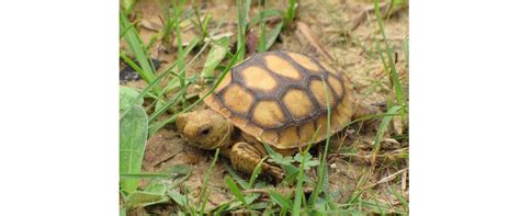 baby gopher tortoise | FWS.gov