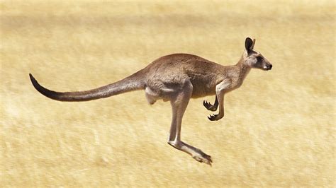 🔥 [140+] Kangaroo Wallpapers | WallpaperSafari