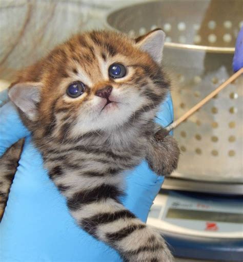 Black-Footed Kittens Growing Stronger at Philly Zoo in the US