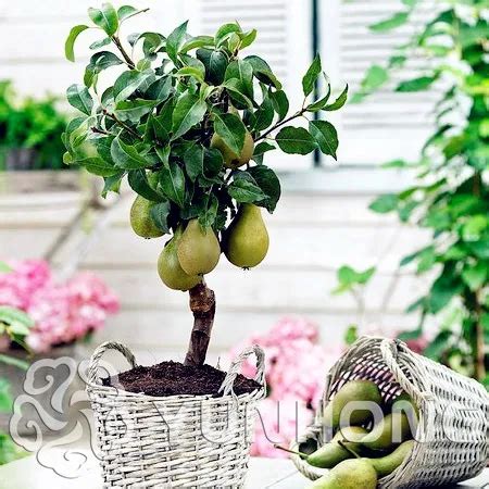 Green Pear Seeds(Pyrus Communis)Rare Organic Fruit Tree seeds in Bonsai. tropical fruit seeds ...