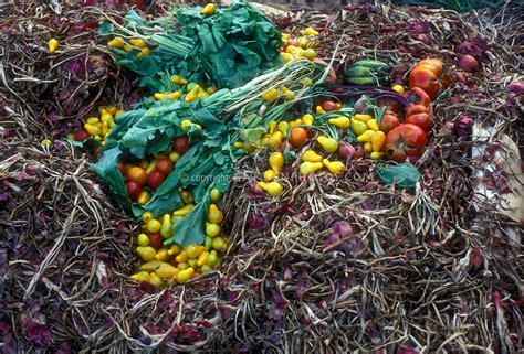 Garden waste added to compost bin | Plant & Flower Stock Photography: GardenPhotos.com