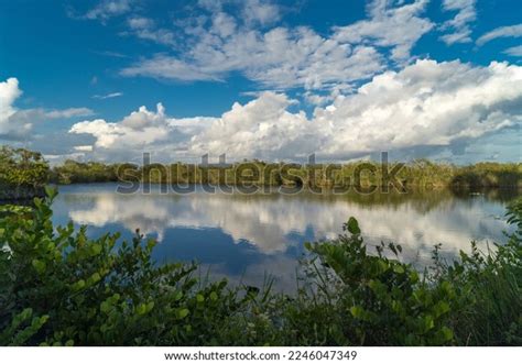 Mangrove Biome Often Called Mangrove Forest Stock Photo 2246047349 ...