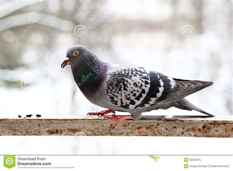 Pigeon close up stock image. Image of dove, beauty, carrier - 50266315