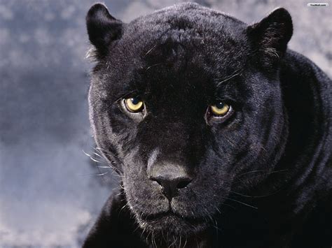 Black Puma Wallpapers - Wallpaper Cave