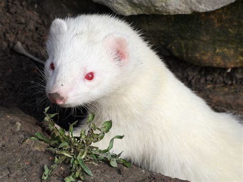 Of Women And Ferrets : NPR