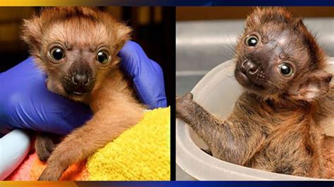 Duke Lemur Center welcomes new baby lemurs - ABC11 Raleigh-Durham