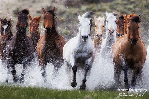 Pretty horses, Wild horses running, Beautiful horses