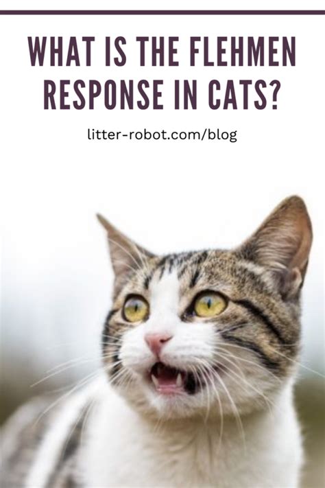 What Is the Flehmen Response in Cats? Why Your Cats Do This