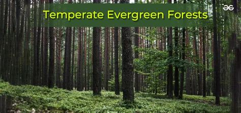 Temperate Evergreen Forests - GeeksforGeeks