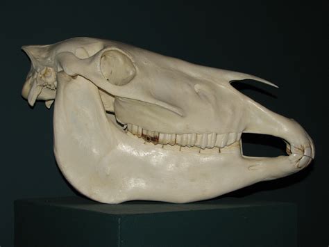 File:Przewalski horse skull 01.JPG - Wikimedia Commons