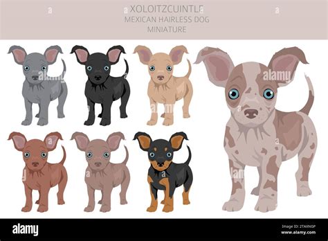 Xoloitzcuintle, Mexican hairless dog miniature puppy clipart. Different ...