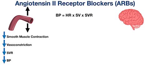 Angiotensin II Receptor Blockers (ARBs): Indications, Side Effects, Mechanism of Action ...