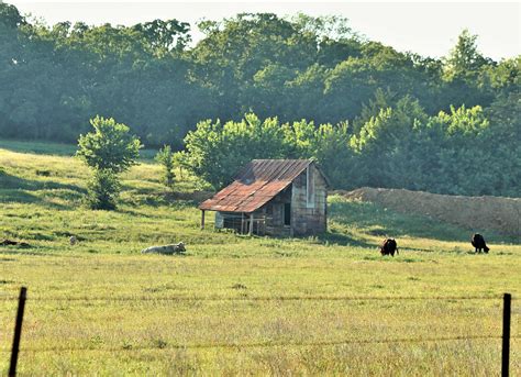 Abandoned Shed And Cows 2 Free Stock Photo - Public Domain Pictures