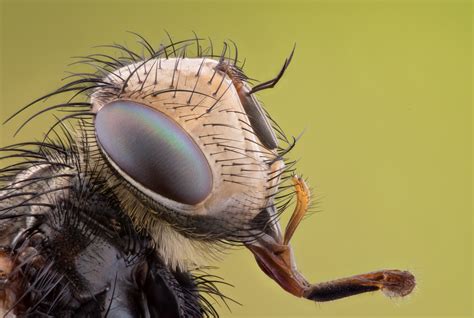 Free Images : nature, fly, photo, insect, natural, bug, fauna, invertebrate, close up, eyes, eye ...