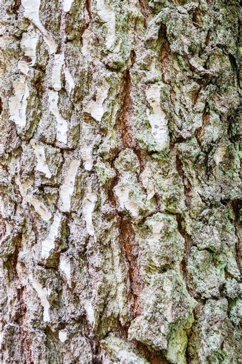 High Resolution Texture Of Birch Tree Bark. Stock Photo - Image: 45594644