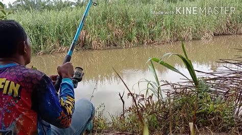 mancing ikan nila babon - YouTube