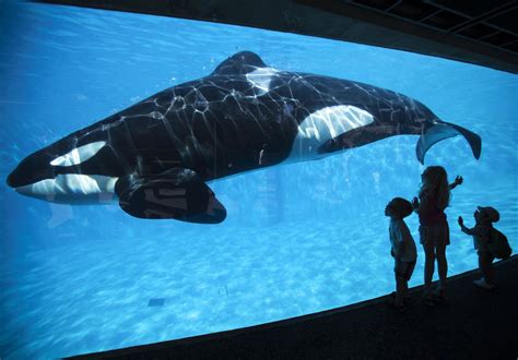 SeaWorld Celebrates 50th Birthday Amidst Orca Controversy - NBC News