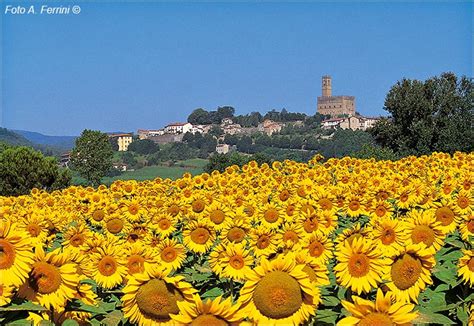 My Favorite Sunflower Tour in Tuscany - Bike Florence & Tuscany